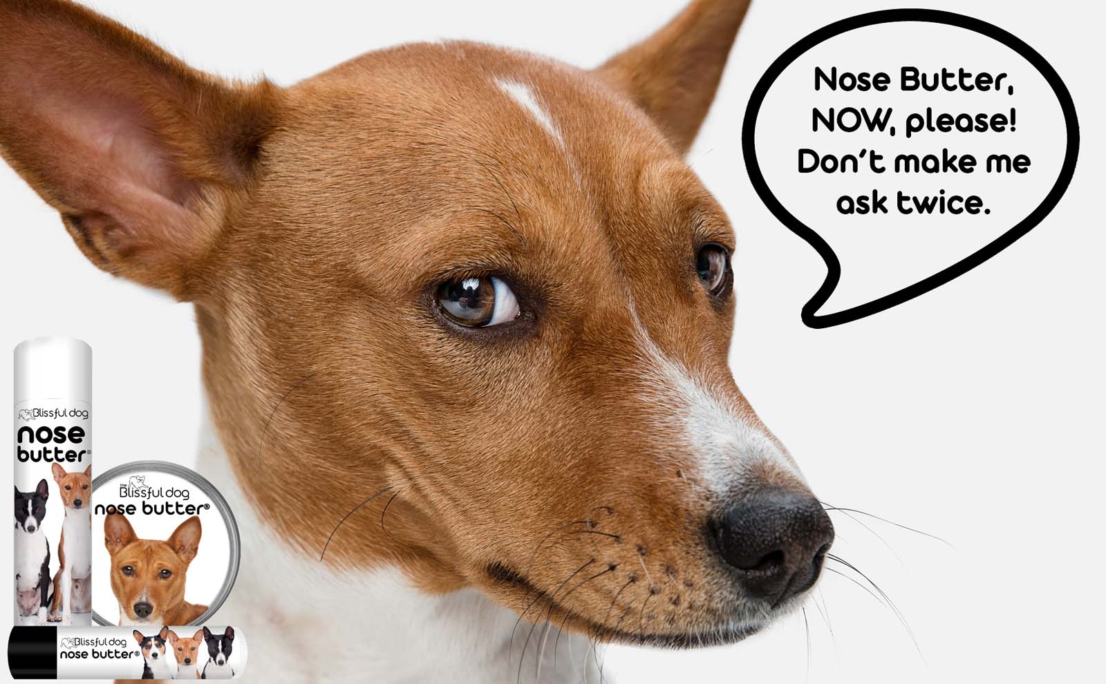 basenji has dry nose