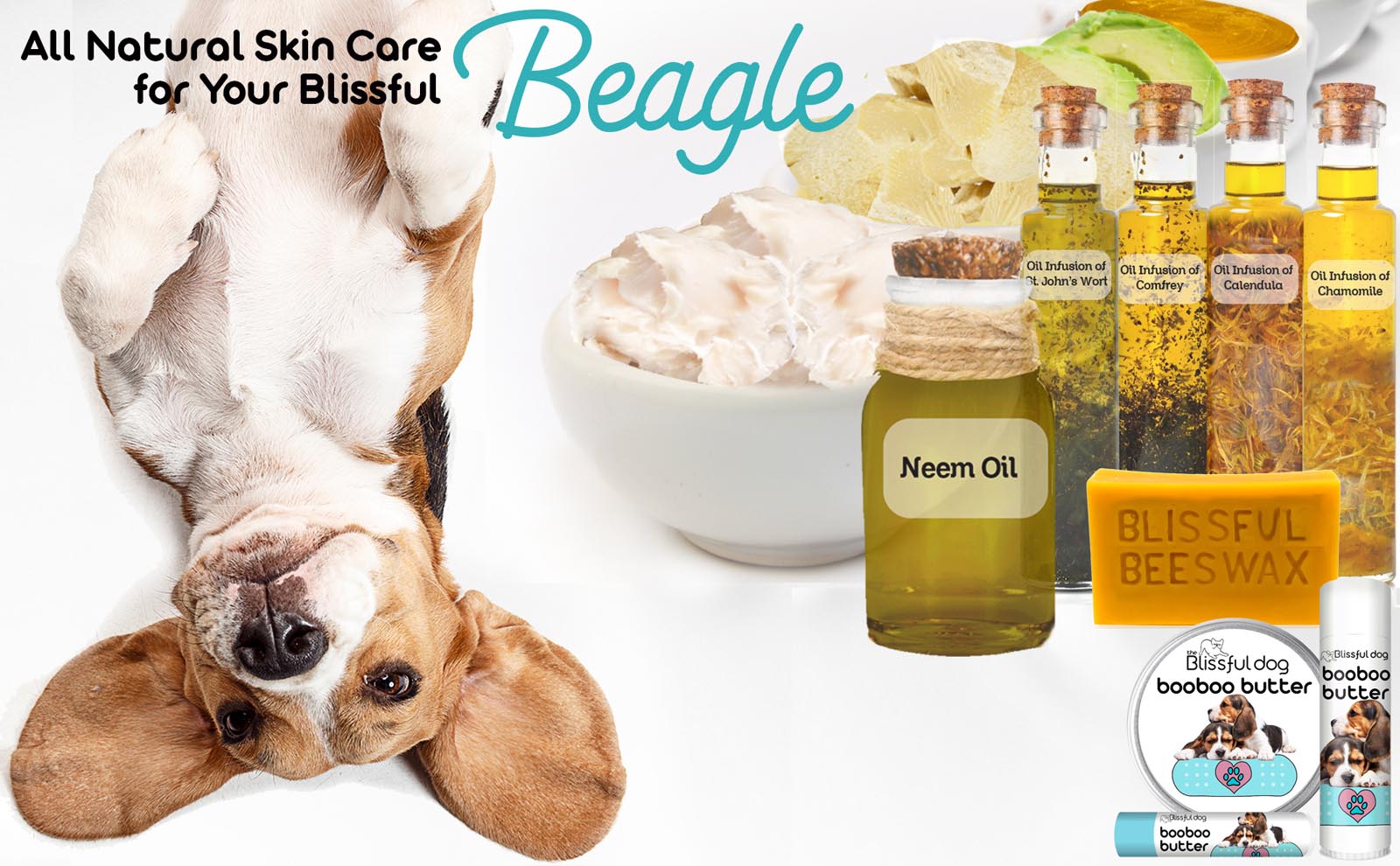 beagle skin care