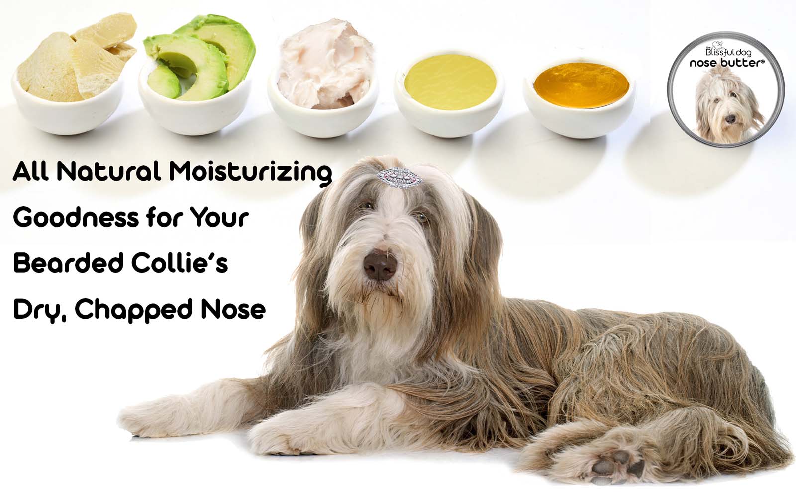 bearded collie nose