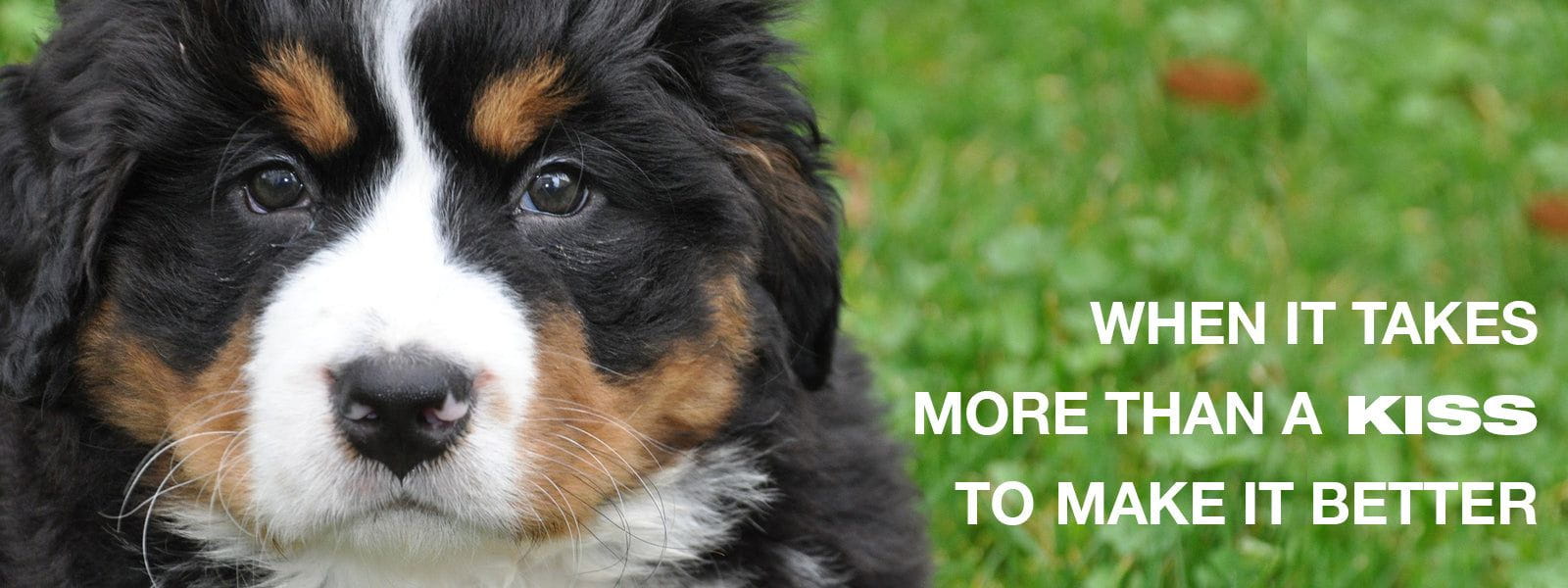 bernese mountain dog care