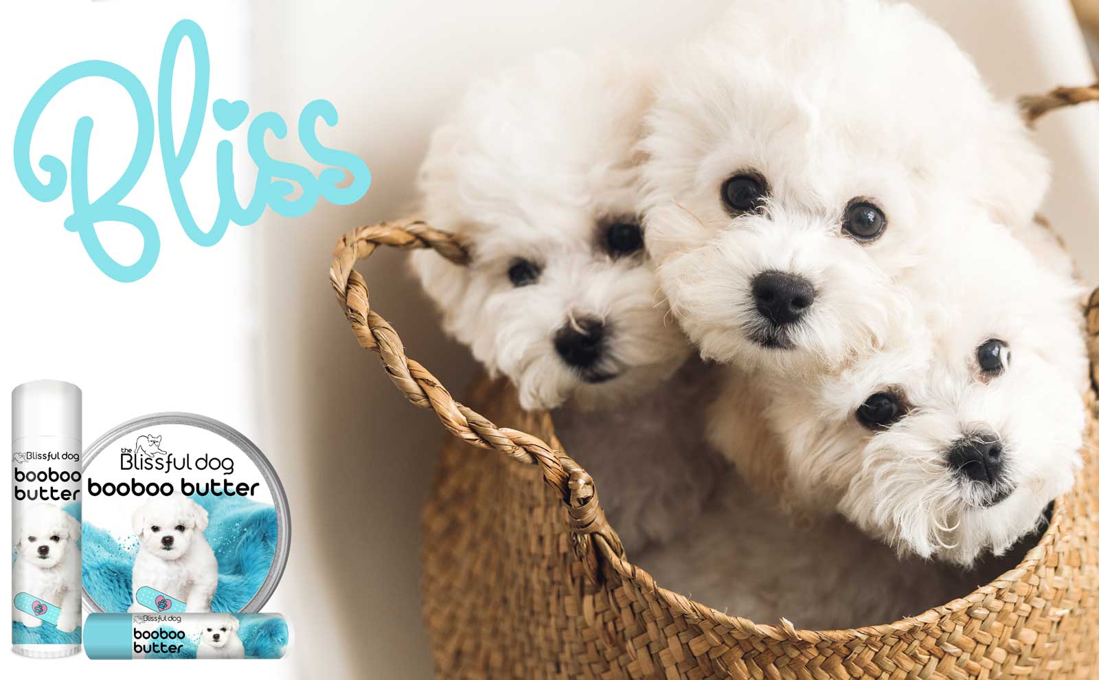 bichon frise puppies