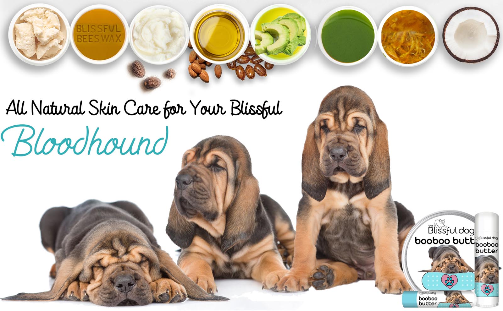 bloodhound puppy care