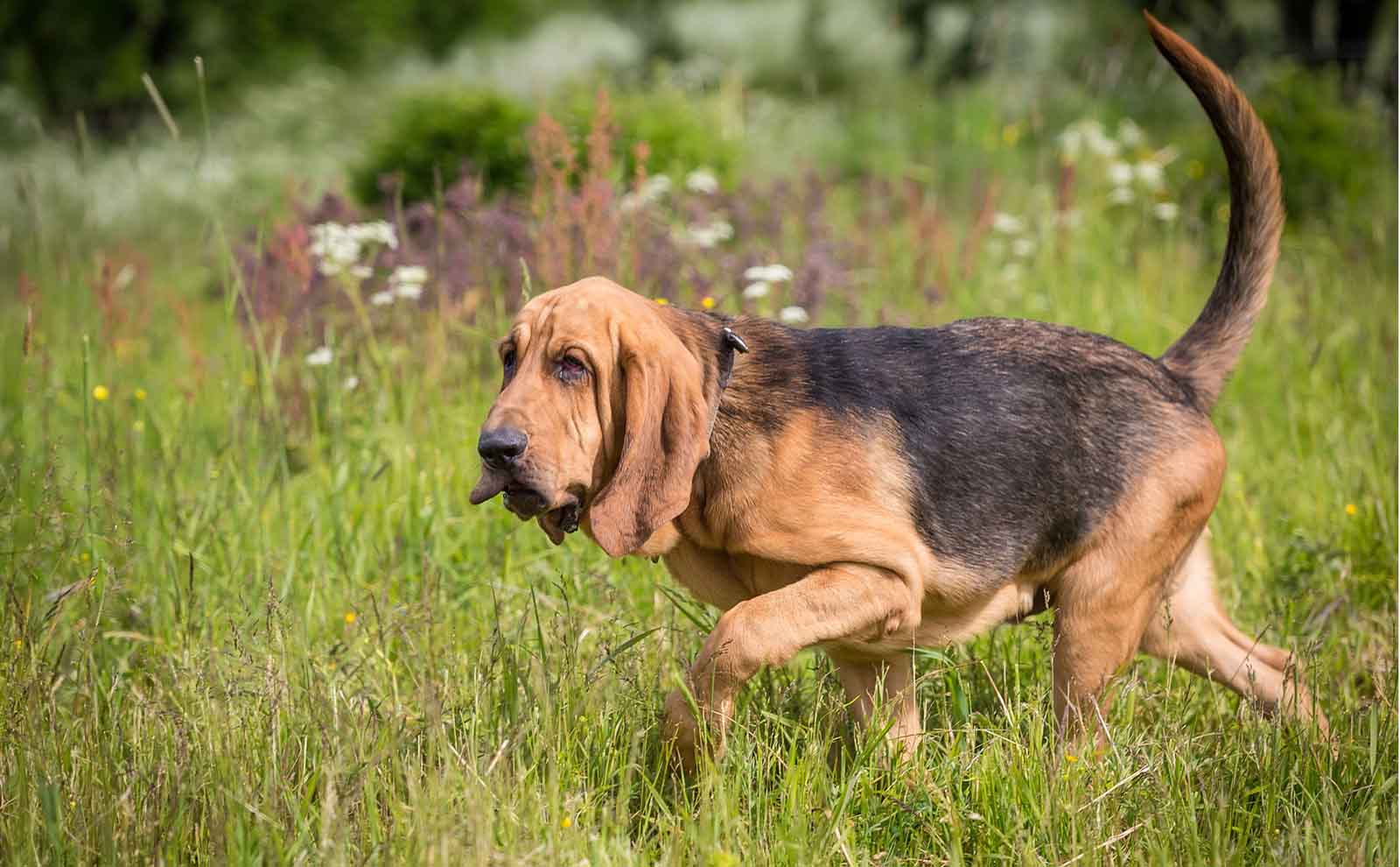 bloodhound trailing