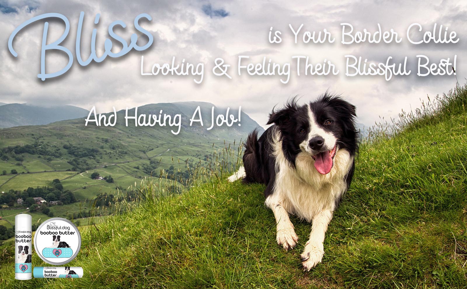 border collie skin care