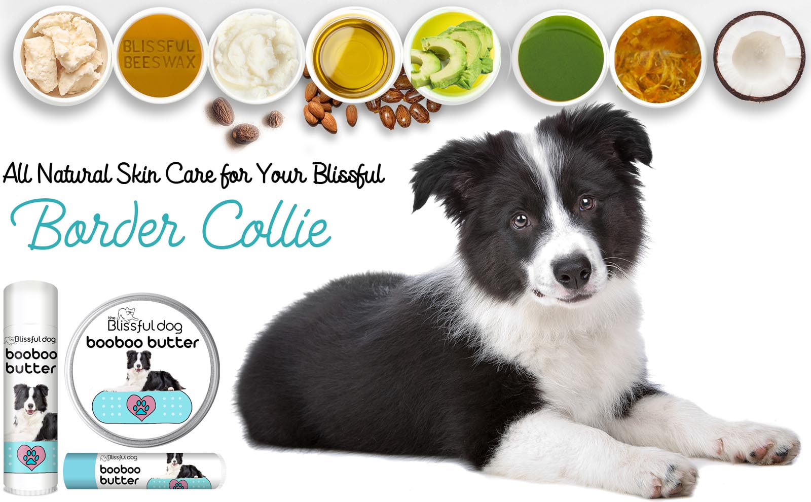 How To Care For Border Collies