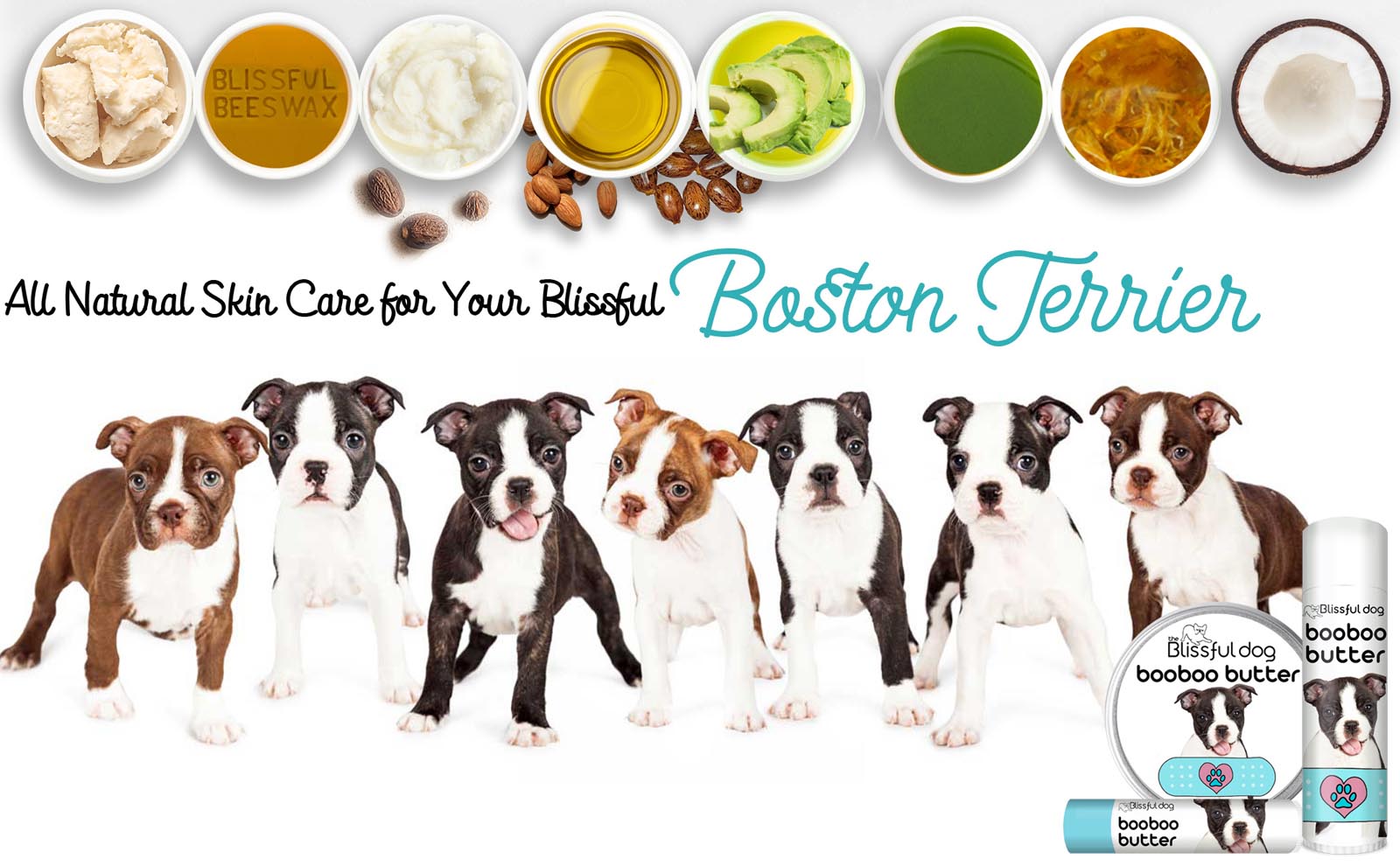 boston terrier grooming