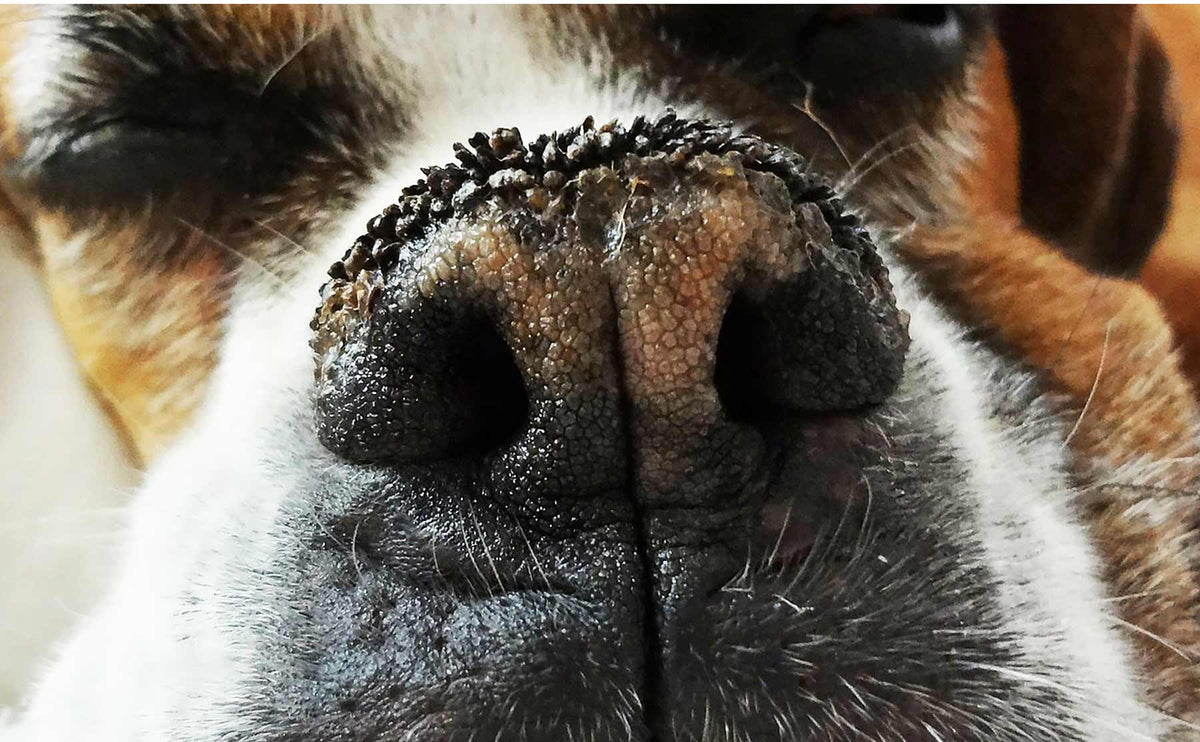 What Causes Extremely Dry Dog Noses - The Blissful Dog