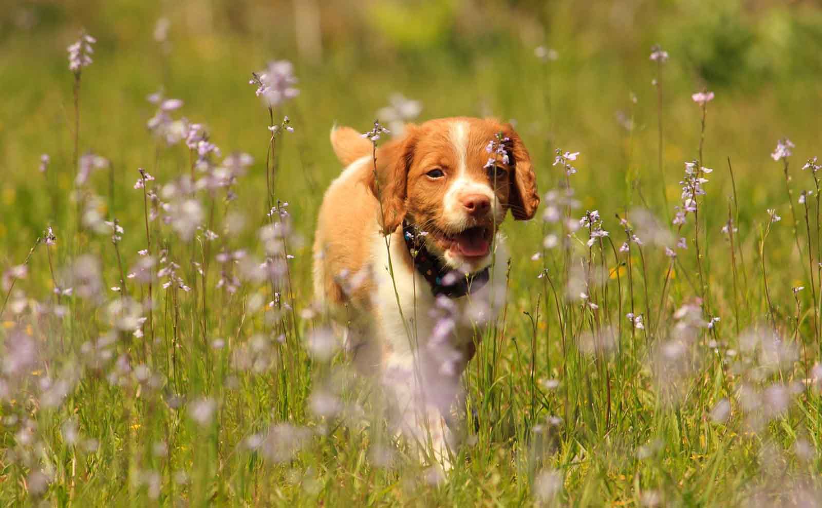 brittany puppy flowers