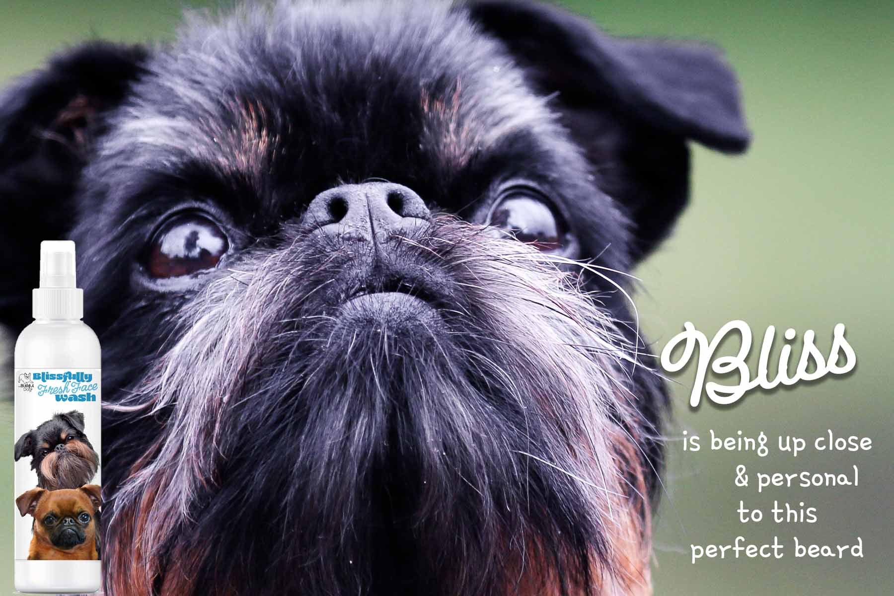 brussels griffon dog beard care