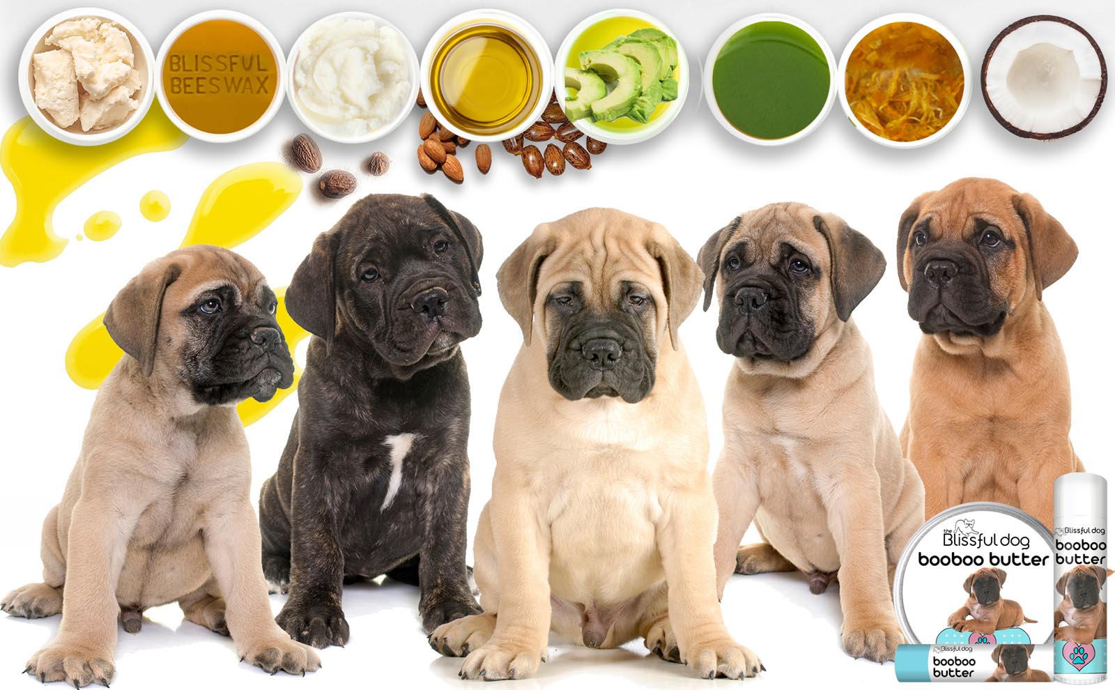 bullmastiff puppies