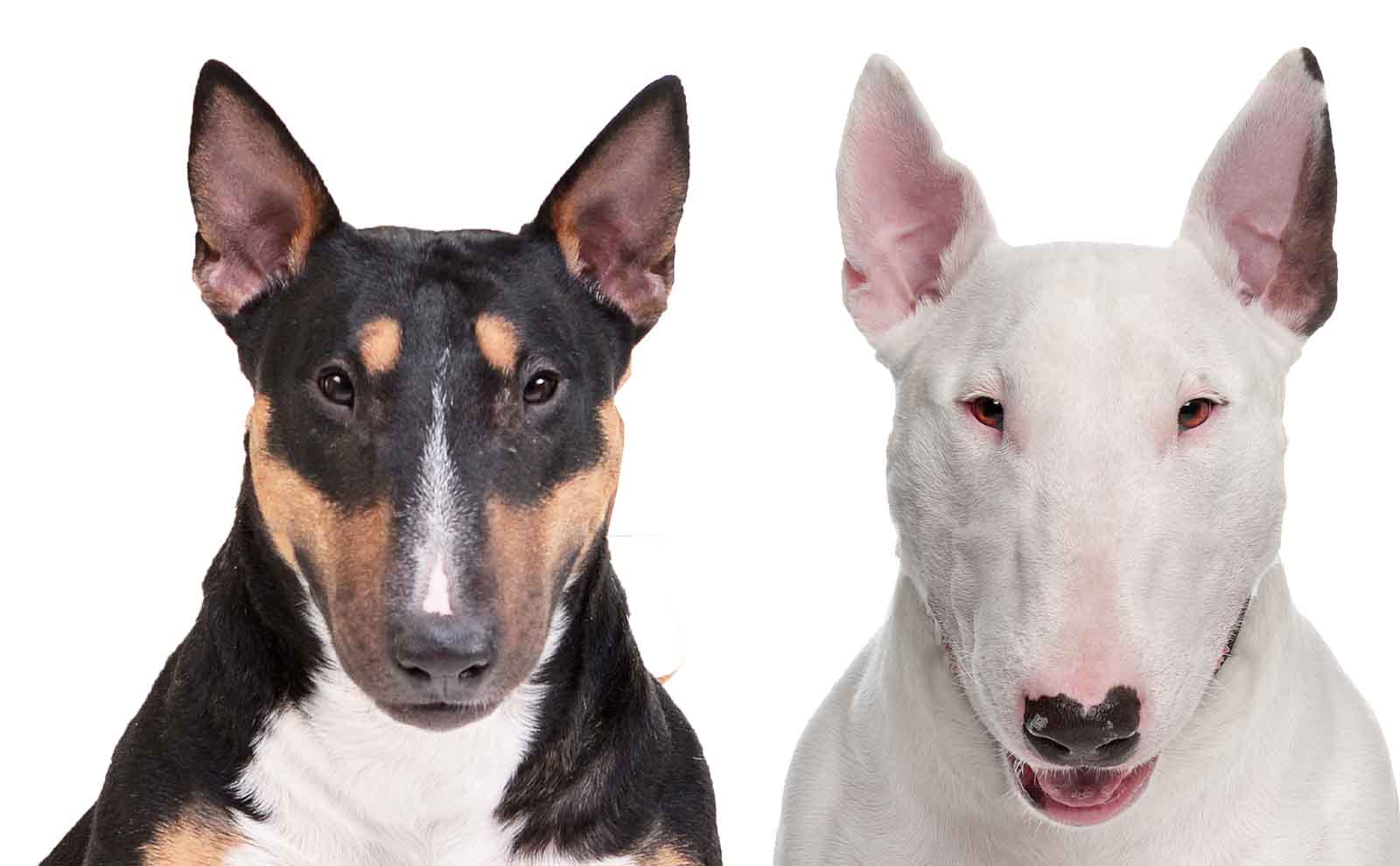 bull terriers