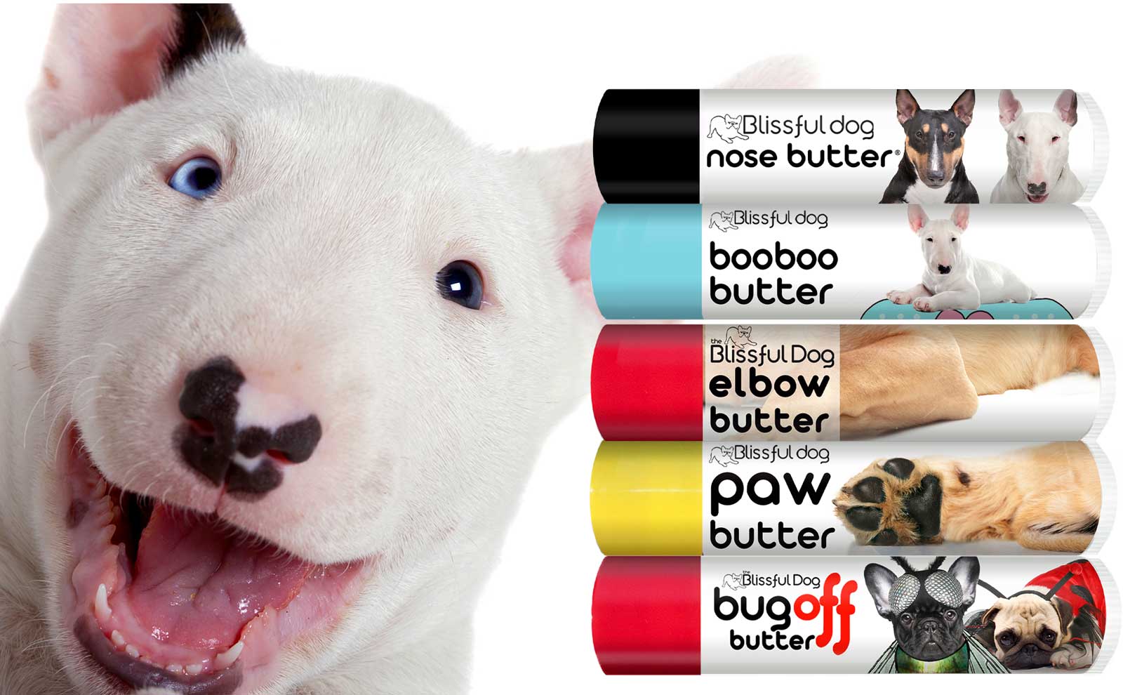 Bull Terrier puppy care