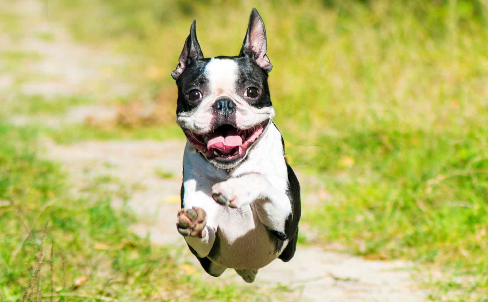 boston terrier running