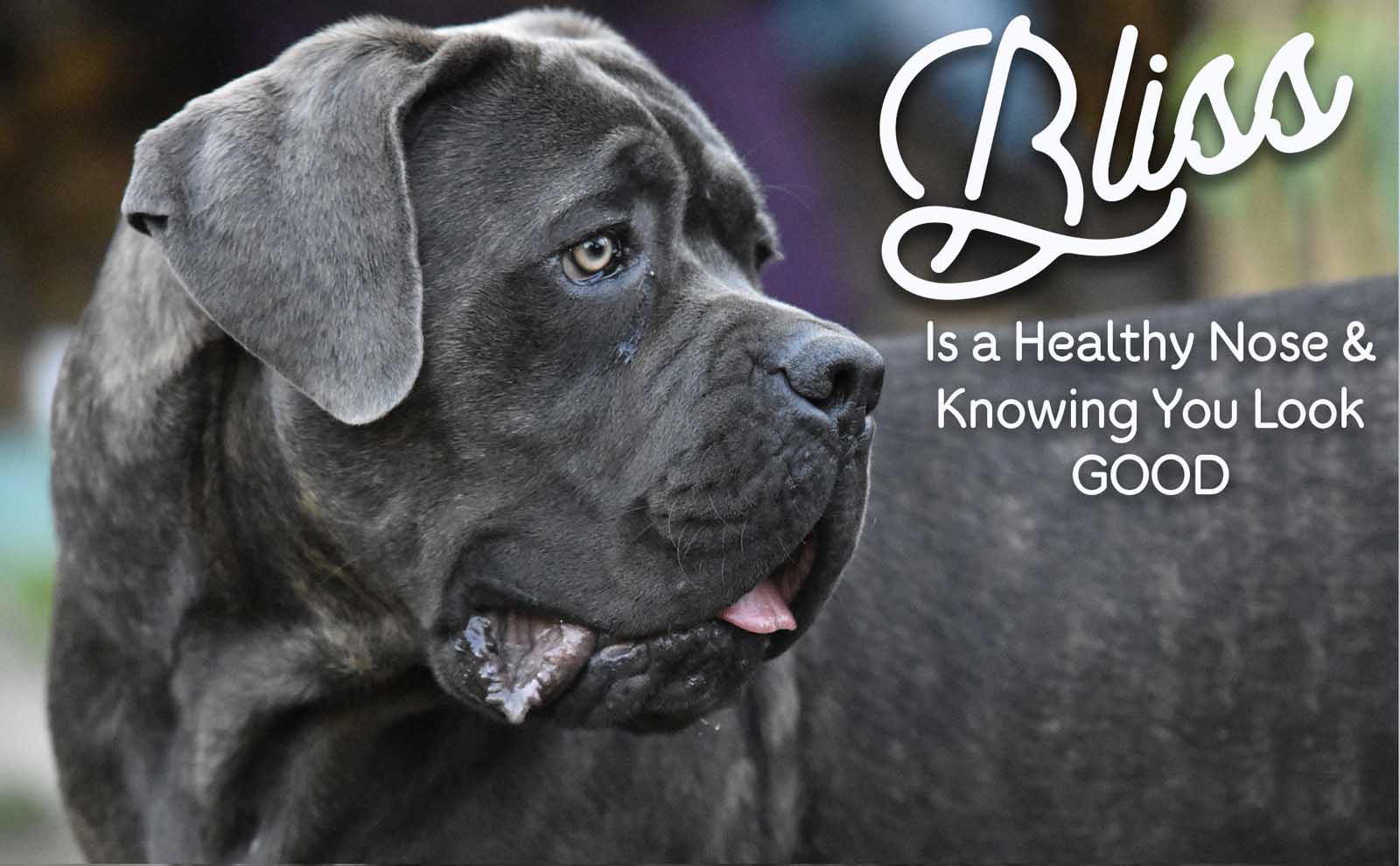 healthy cane corso