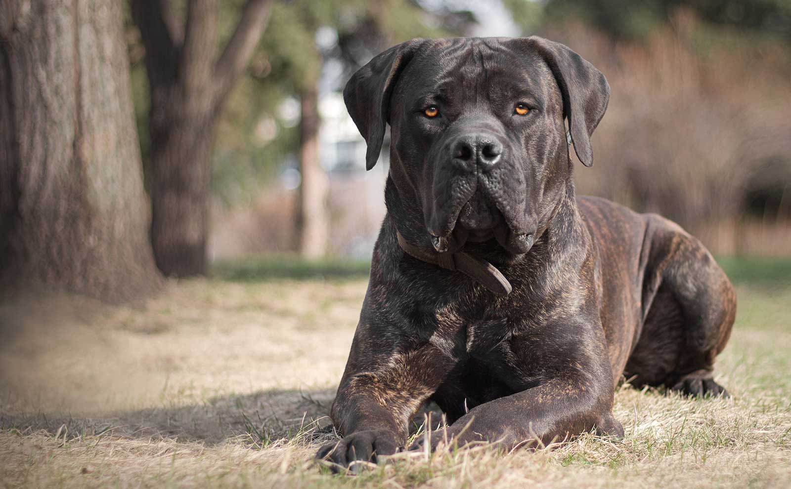 Cane Corso Skin Care & Bathing Products