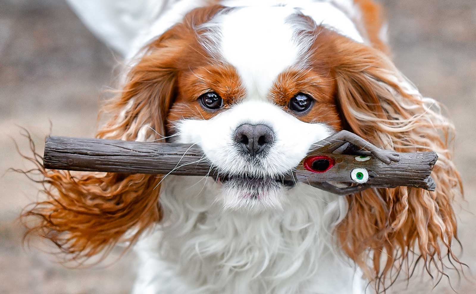 cavalier king charles spaniel blenheim