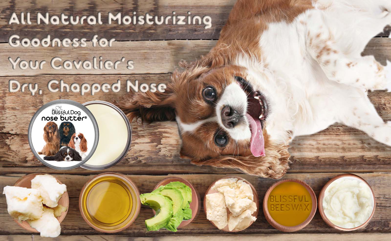 cavalier king charles spaniel dry nose