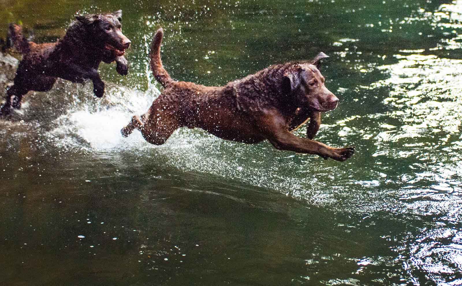 chesapeake bay retriever