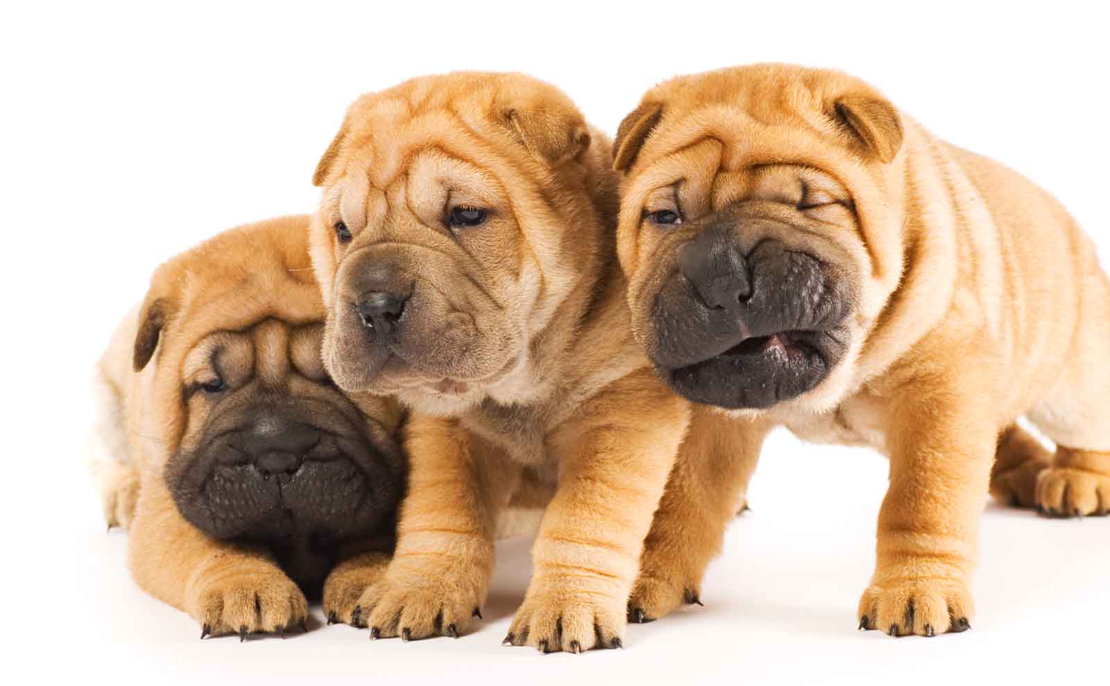 Shar Pei Products For Grooming Skin Problems