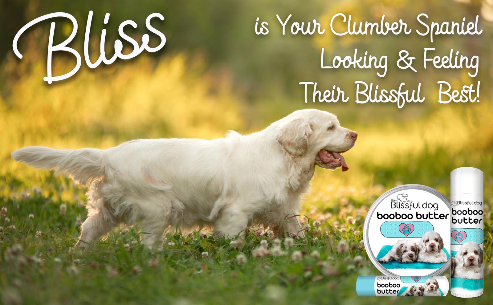 clumber spaniel forest