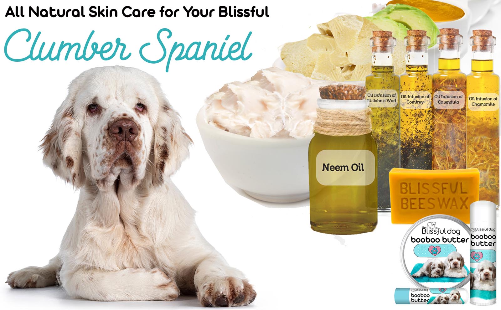 clumber spaniel care