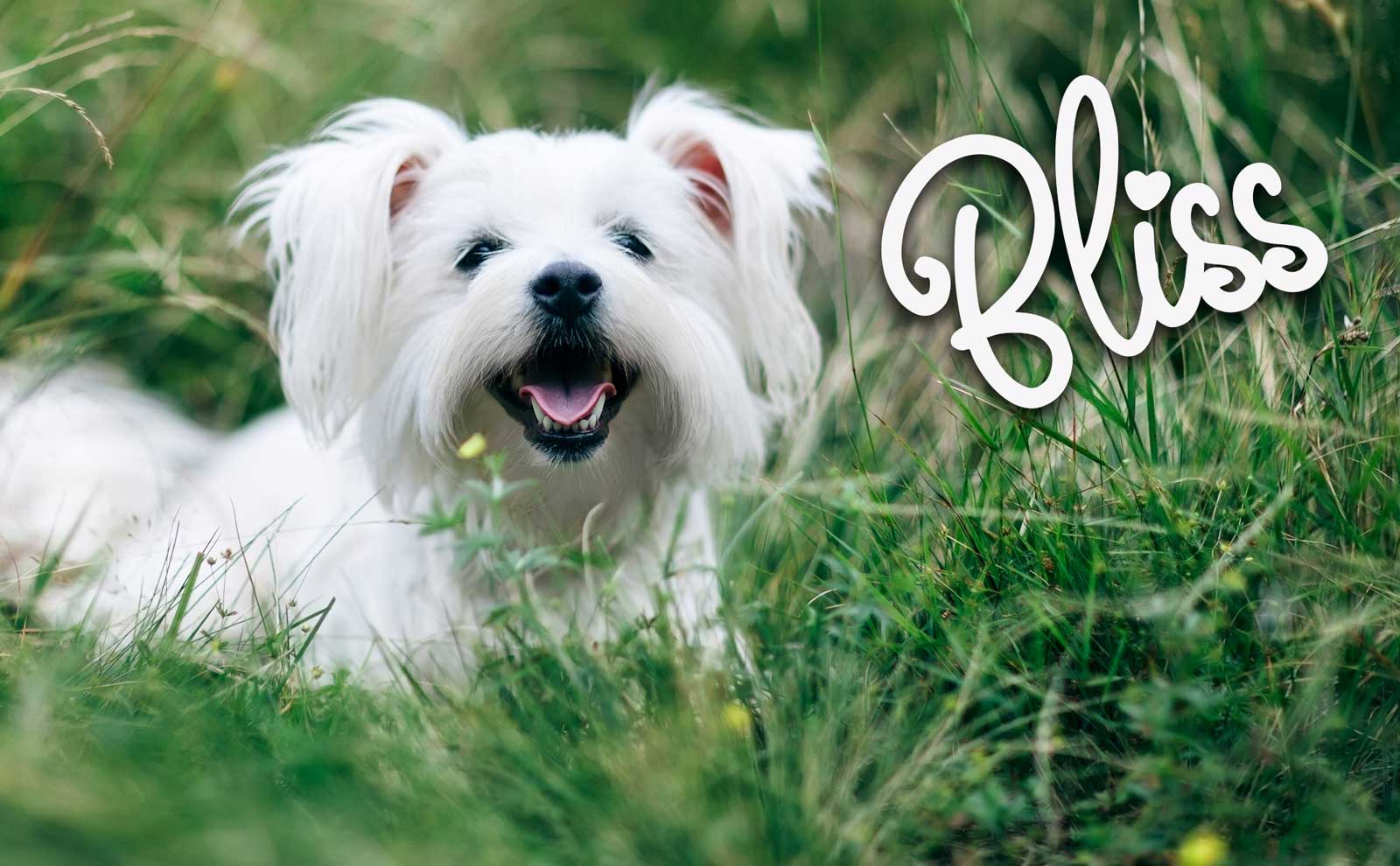 coton de tulear puppy