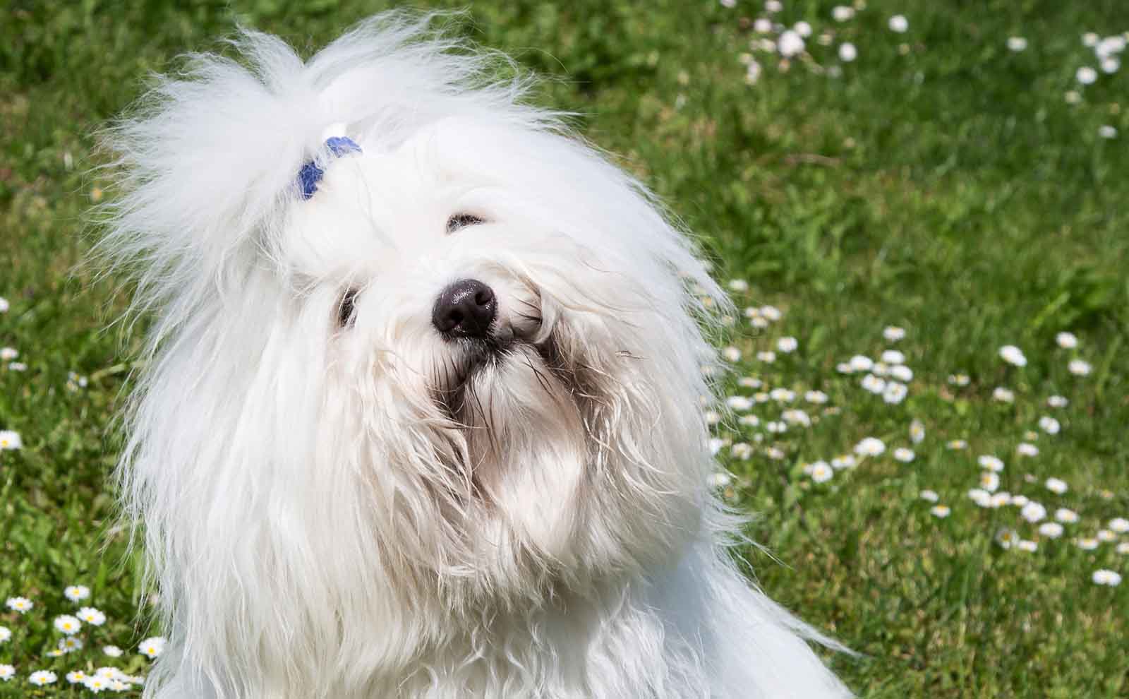 coton de tulear smile