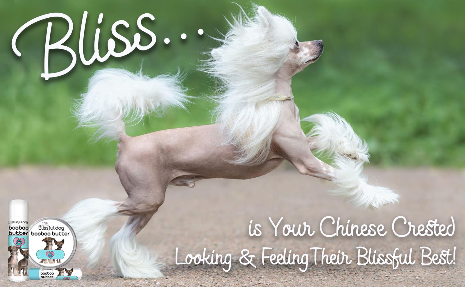 chinese crested running