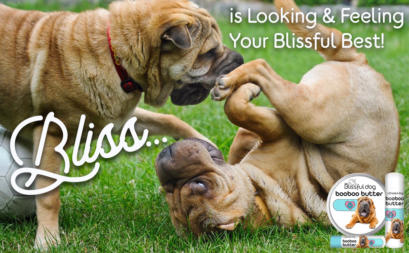 Chinese Shar-Pei puppies