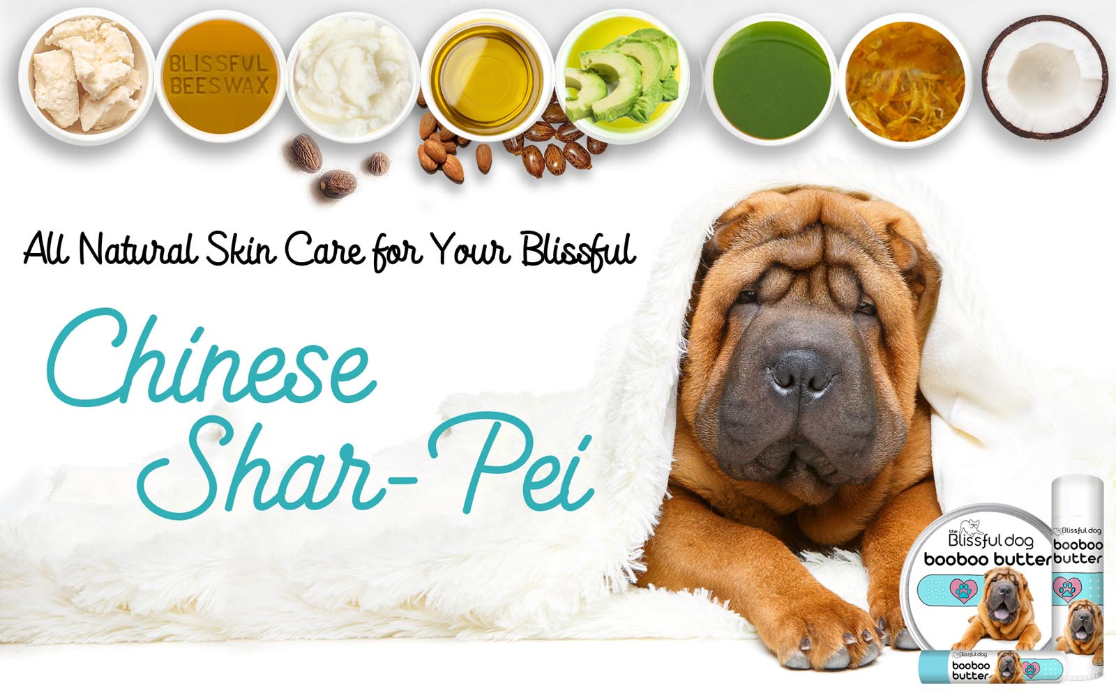 chinese shar-pei skin care