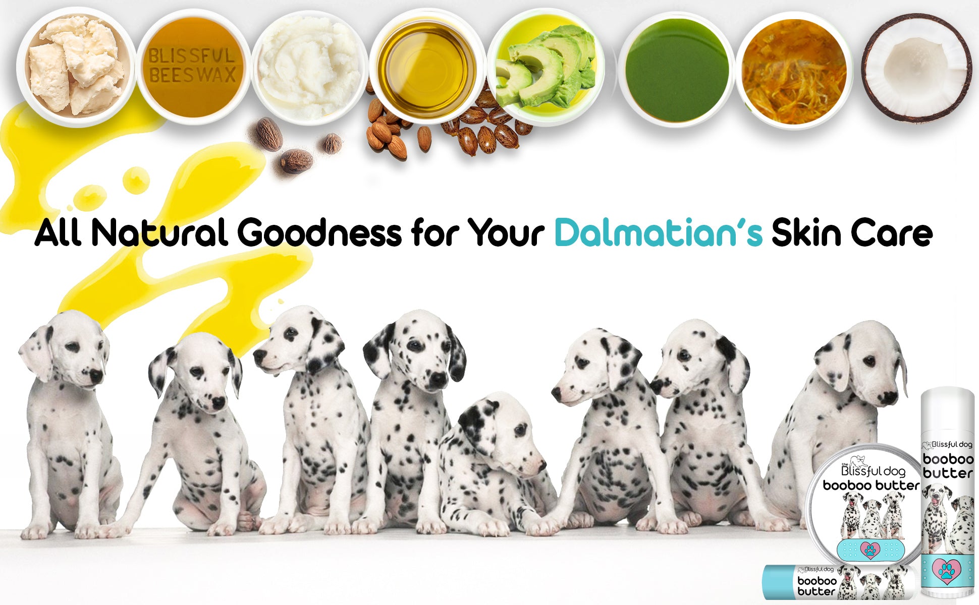 dalmatian dog grooming