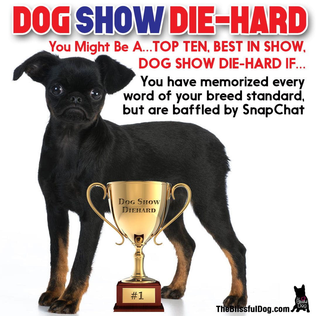 word dog show