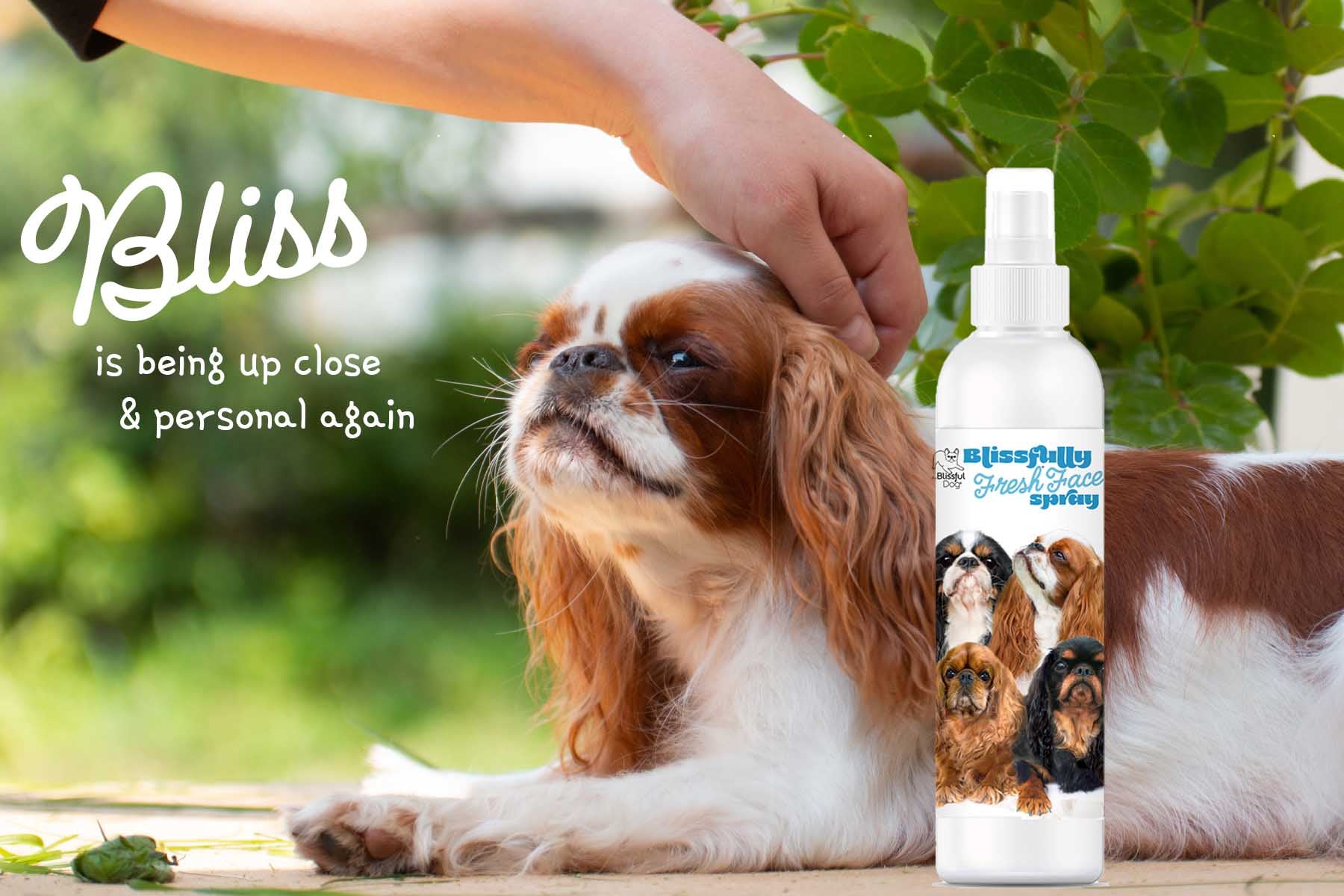 English toy spaniel face cleanser