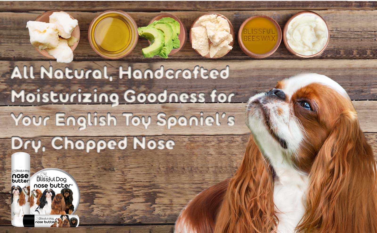 english toy spaniel dry nose