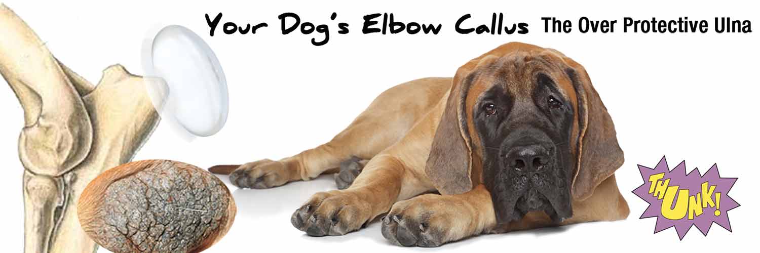 what causes dog elbow calluses