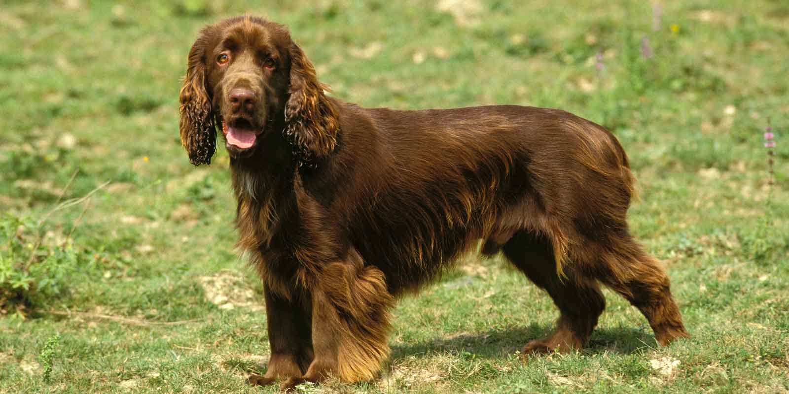 field spaniel dog