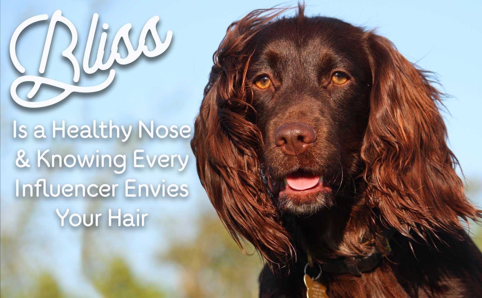 field spaniel grooming