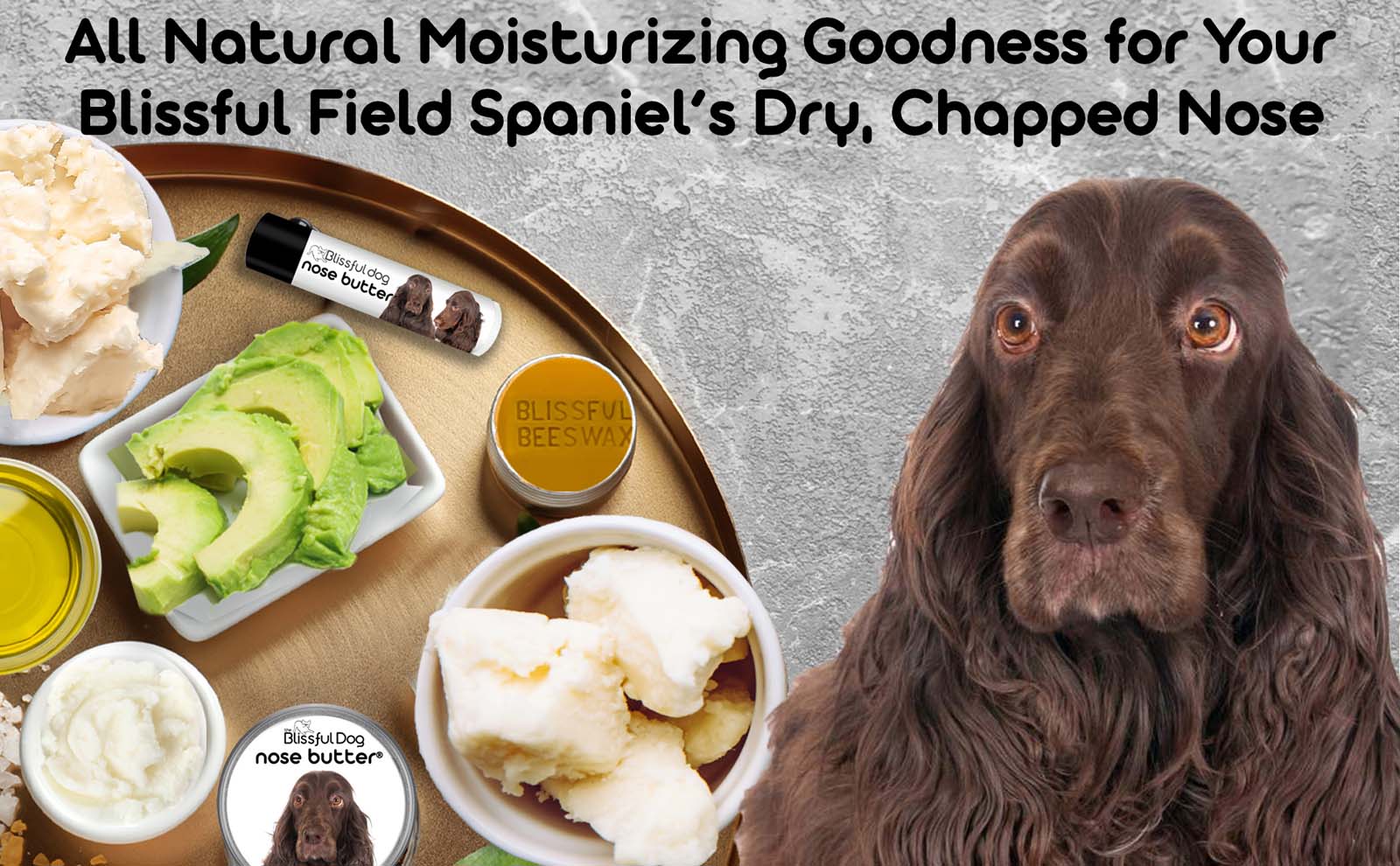 field spaniel