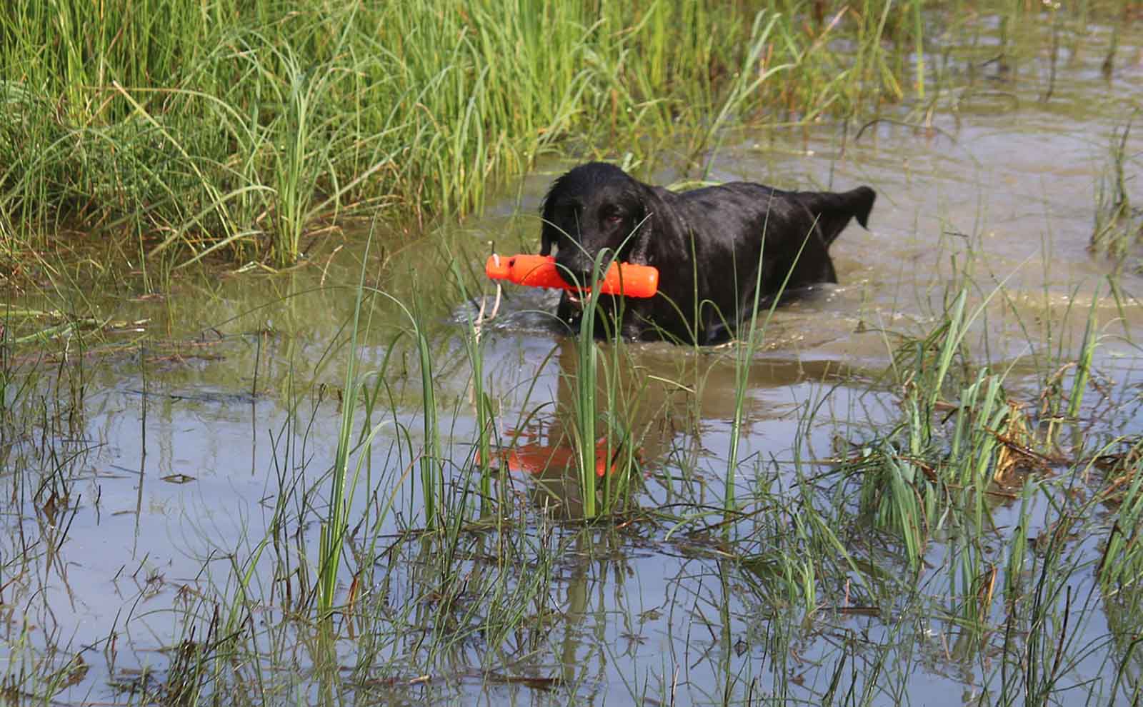 flat-coated retriever