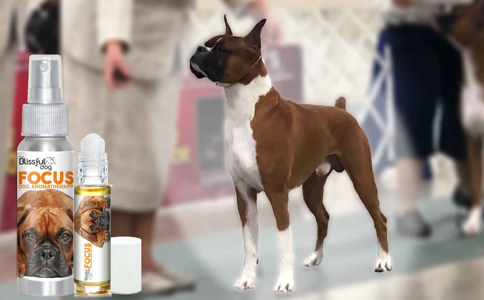 boxer dog show