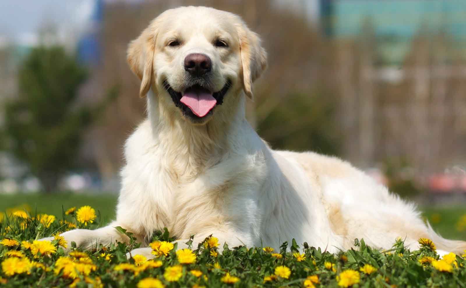 golden retriever