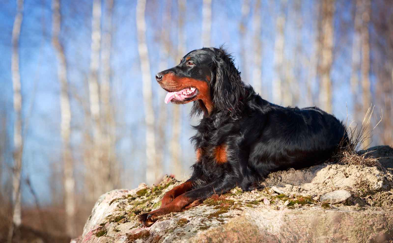 gordon setter in forest