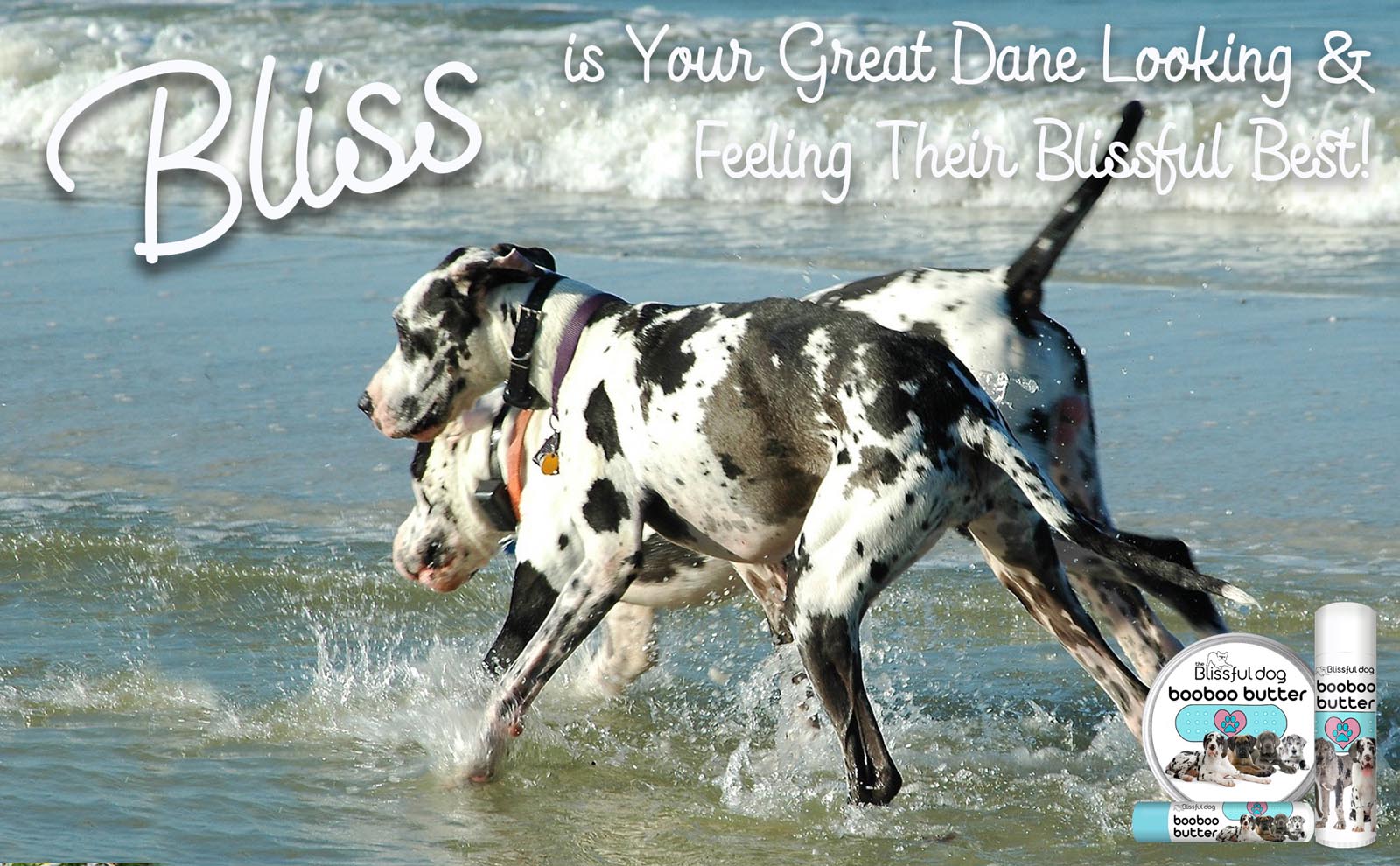 great dane dogs in ocean