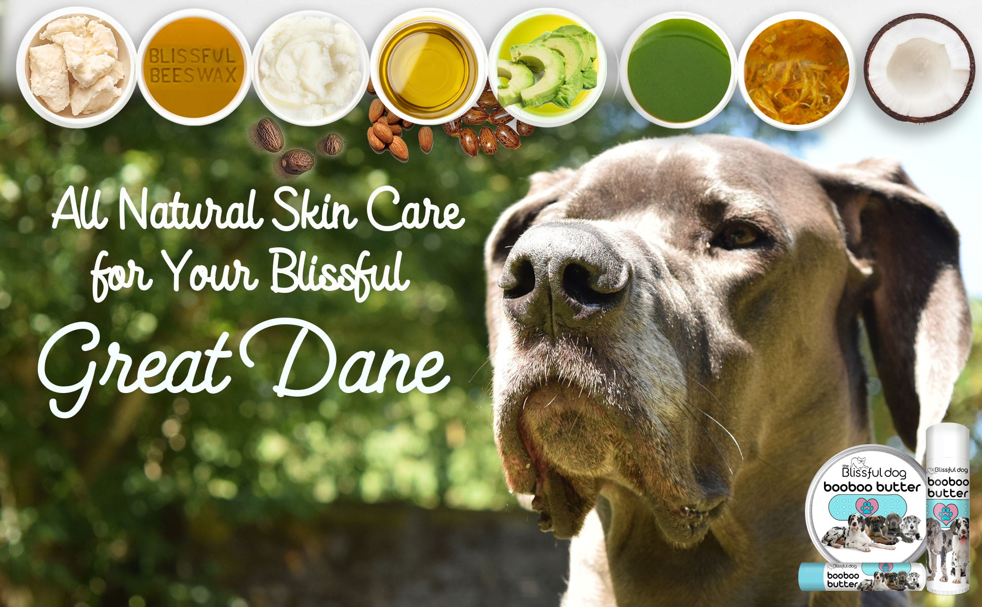 Great Dane skin care