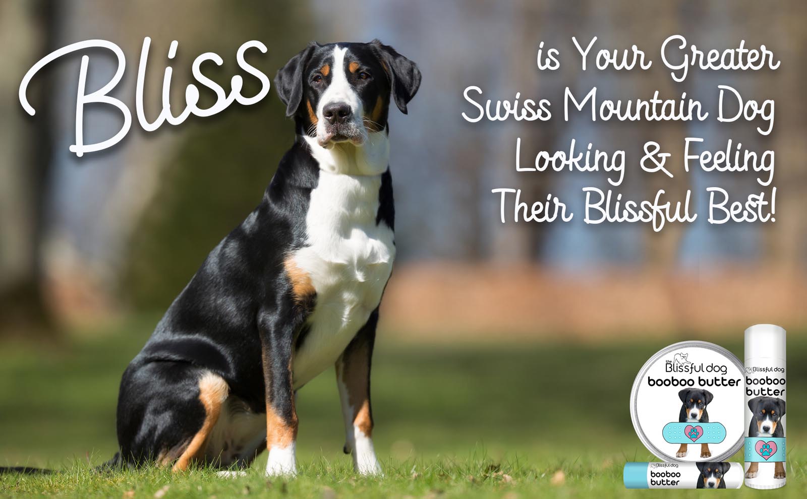 greater swiss mountain dog