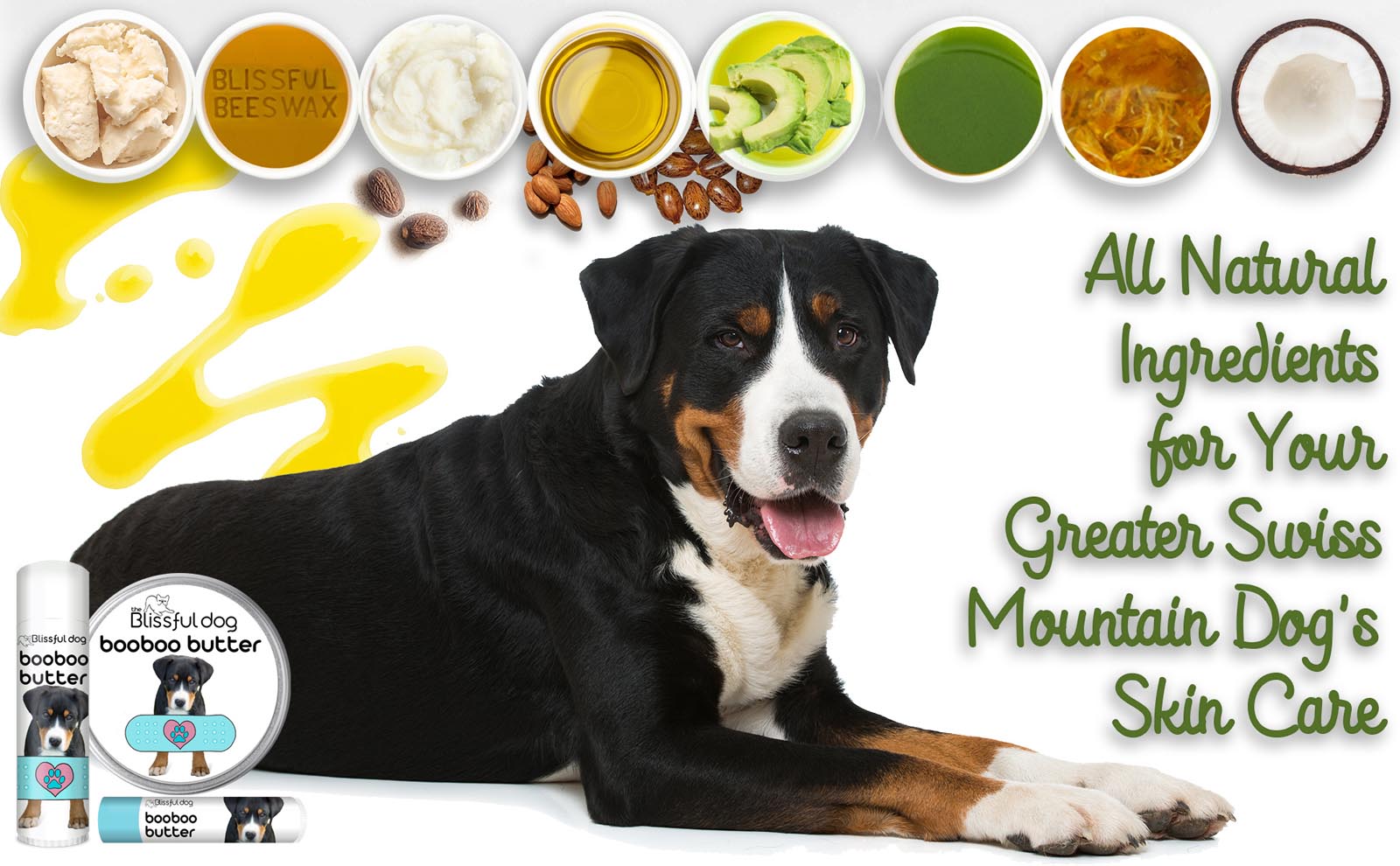 greater swiss mountain dog care