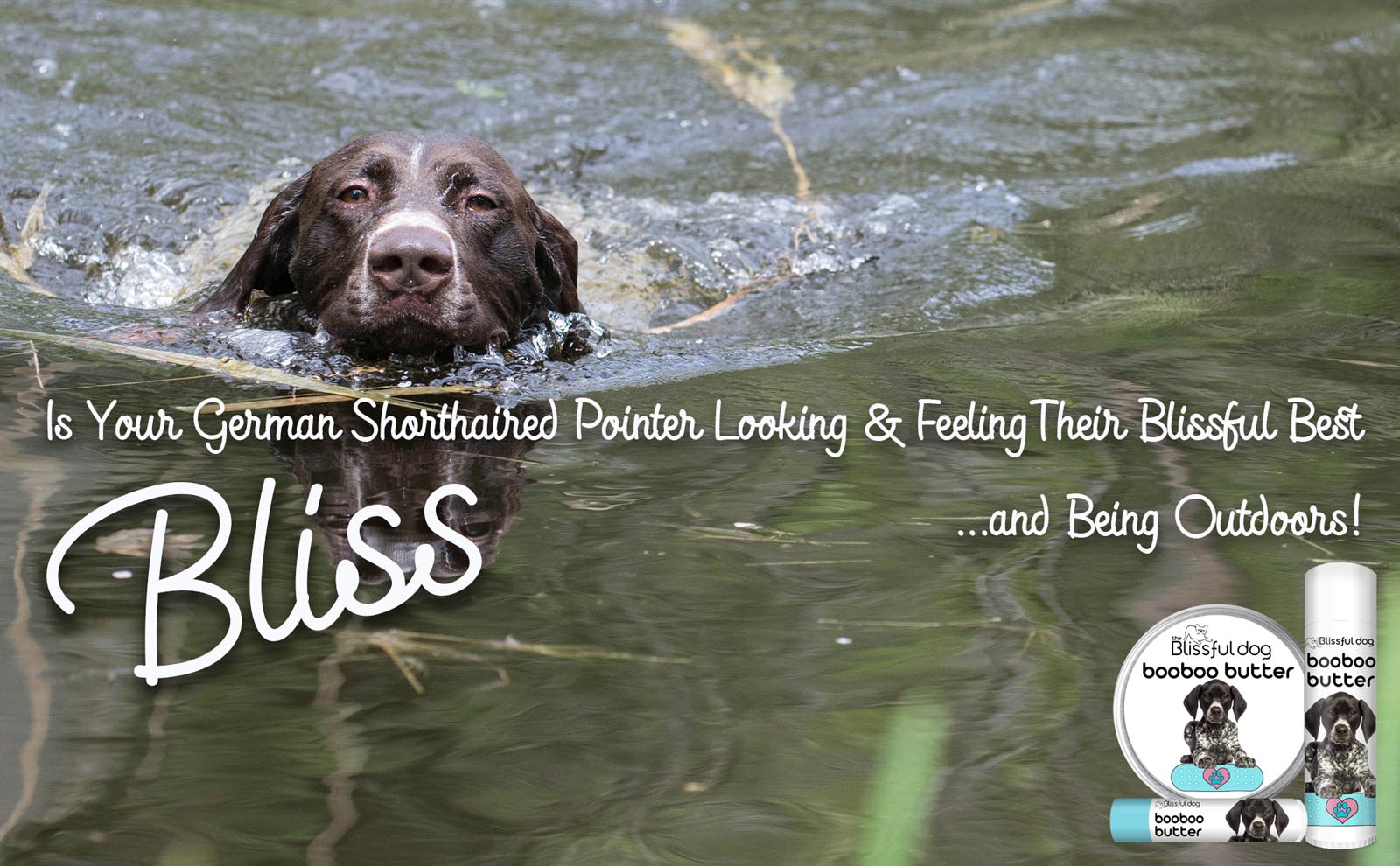 german shorthaired pointer in lake