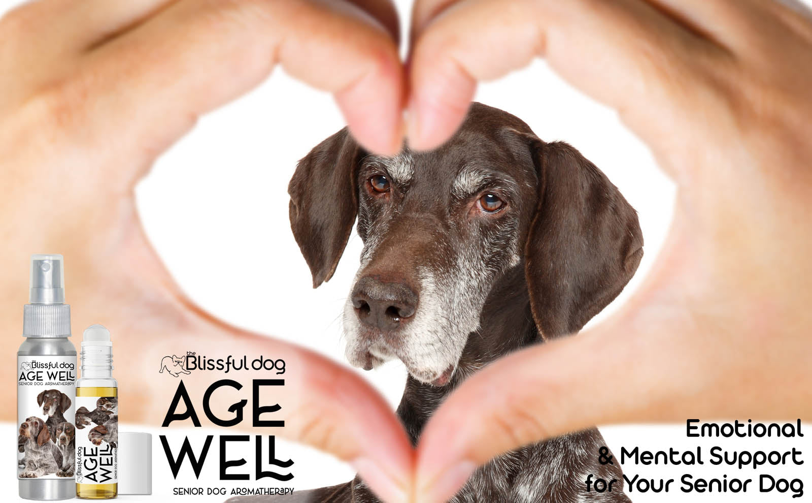 german shorthair pointer senior care