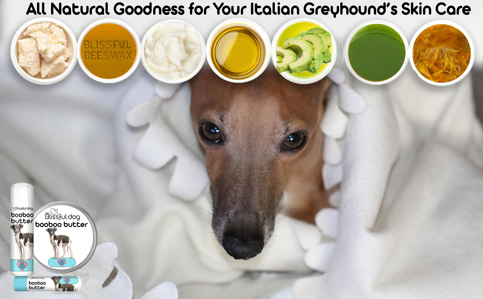 italian greyhound care