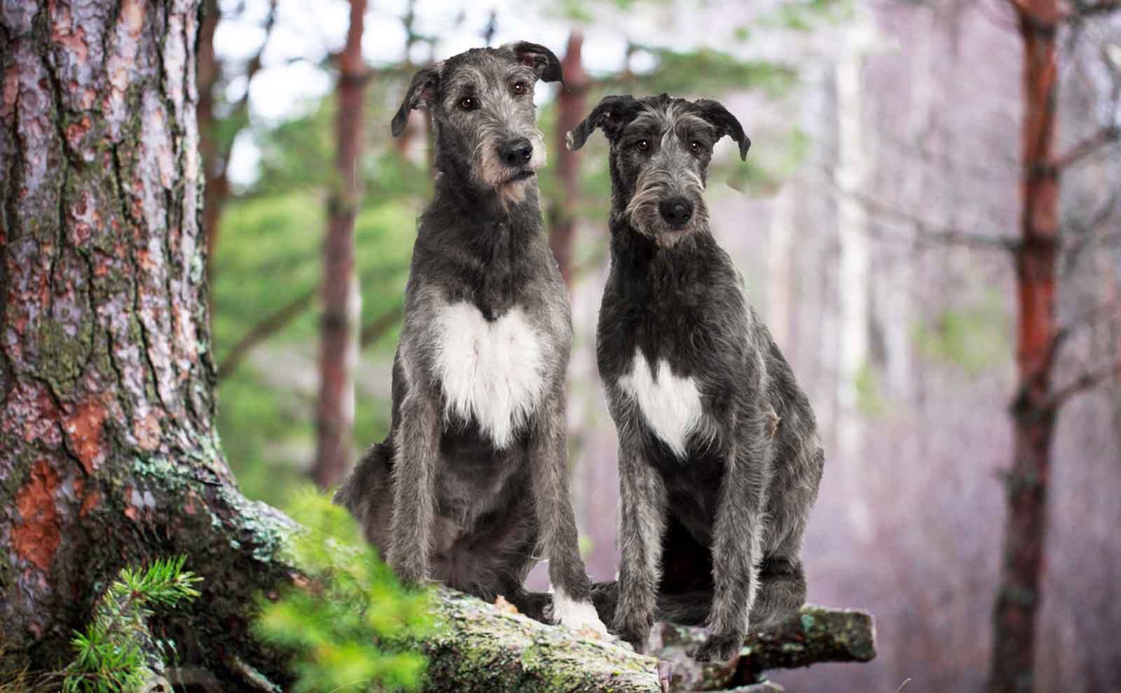 irish wolfhound duo in forest